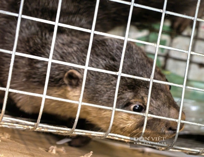 Rái cá vuốt bé vừa được Công an Ninh Bình "giải cứu". Ảnh: Dân Việt