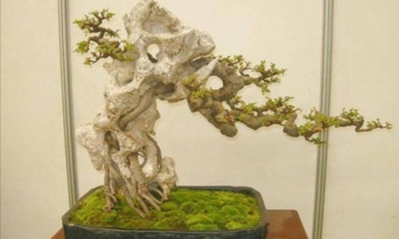 Các chậu bonsai bám đá thường có giá trị cao.