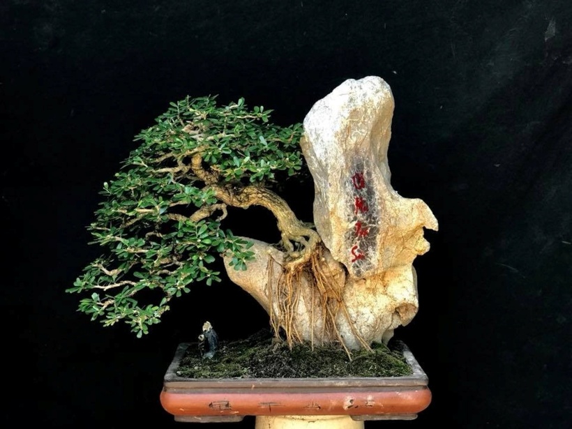 Bonsai rễ bám đá là một trong những phong cách nghệ thuật được giới sinh vật cảnh ưa chuộng. Thông thường sanh, si, đa... với bộ rễ khỏe được sử dụng để tạo dáng bonsai này.