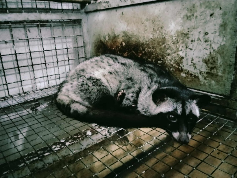 Chồn hương đem lại kinh tế thu nhập khá cao. Ảnh: Thương hiệu & Sản phẩm