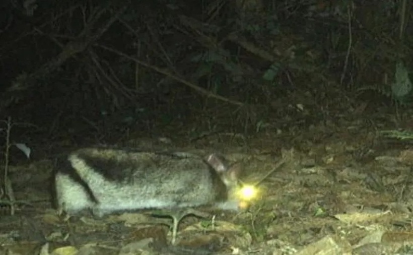 Thỏ sọc Trường Sơn quý hiếm. (Ảnh: Khu dự trữ thiên nhiên Động Châu - Khe Nước Trong)