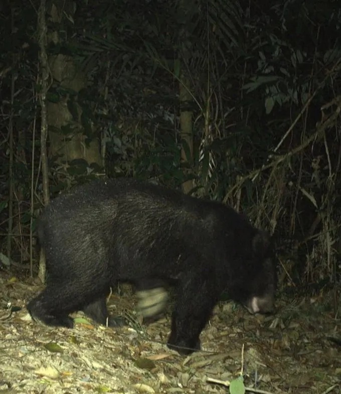 Gấu ngựa quý hiếm. (Ảnh: Khu dự trữ thiên nhiên Động Châu - Khe Nước Trong)