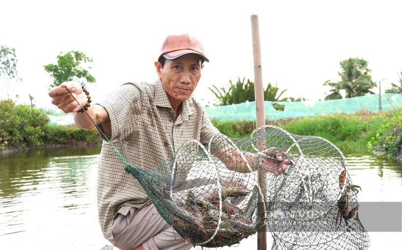 Ông Huỳnh Thanh Sự đã gắn bó nghề nuôi tôm được hơn 30 năm. Ảnh: Dân Việt