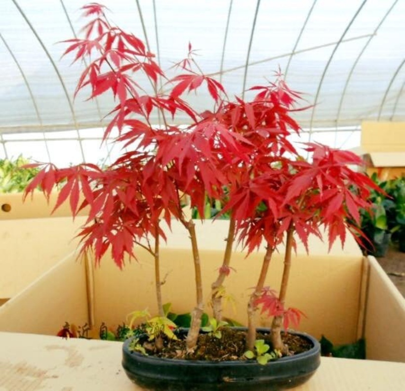 Những chậu bonsai phong có thế đẹp được người chơi săn lùng dù giá cao.