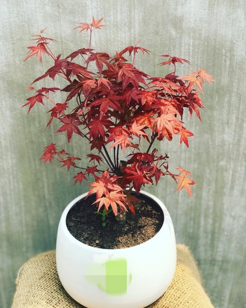 Cây Phong Lá Đỏ có tên khoa học là Acer rubrum thuộc chi Phong. Tên gọi xuất phát từ chính đặc điểm hình thái của cây.