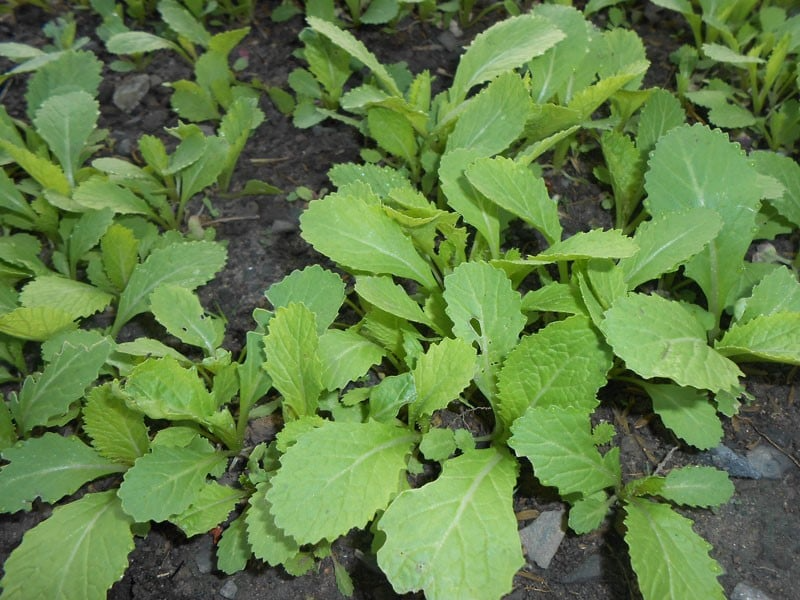 Thường xuyên kiểm tra cây để phát hiện sớm các dấu hiệu sâu bệnh như sâu xanh, sâu cuốn lá hoặc bệnh nấm.