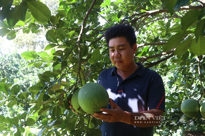 Hồ Hoàng Kha là Giám đốc HTX bưởi da xanh Sông Xoài ở tuổi 32. Ảnh: Dân Việt