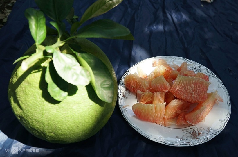 Bưởi da xanh ruột màu đỏ. Ảnh: VnExpress