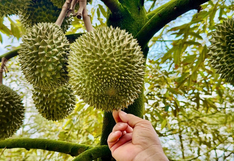Sầu riêng Musang King vườn nhà ông Huỳnh thanh Lâm. Ảnh: VietNamnet