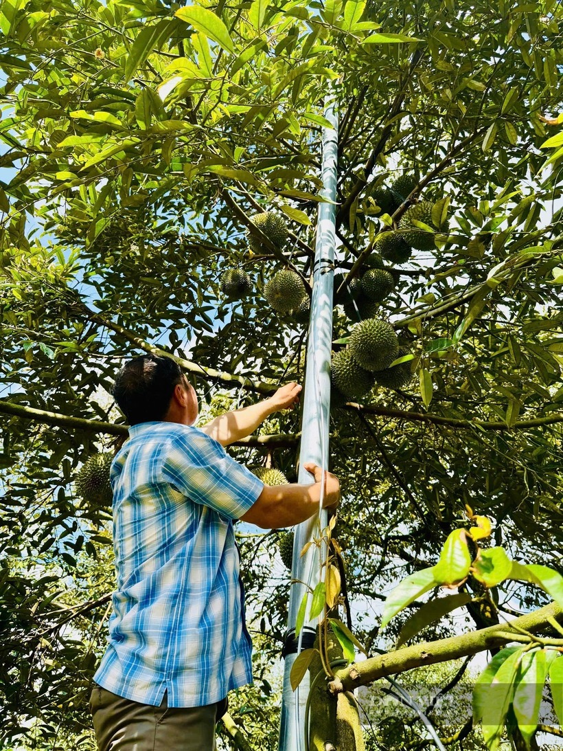 Anh Huỳnh Thanh Lâm dậy sớm, tỉ mỉ thăm nom vườn sầu riêng rộng gần 6ha đã gắn bó với mình hơn nửa đời người. Ảnh: Dân Việt