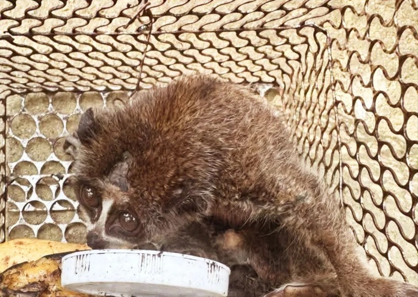 Cá thể cu li nhỏ được thả về vườn quốc gia Cát Tiên. (Ảnh: PLO)