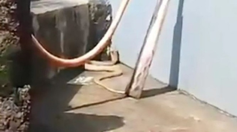 Người dân hoảng hồn khi phát hiện rắn hổ mang trắng quý hiếm dài 2,4m trong sân nhà.