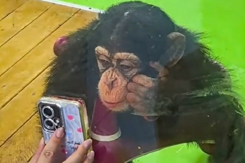 Du khách đưa điện thoại cho tinh tinh Ding Ding xem video ngắn. Ảnh: Douyin.