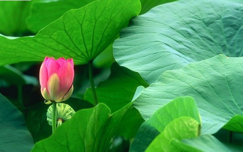 Lá sen có tác dụng gì?