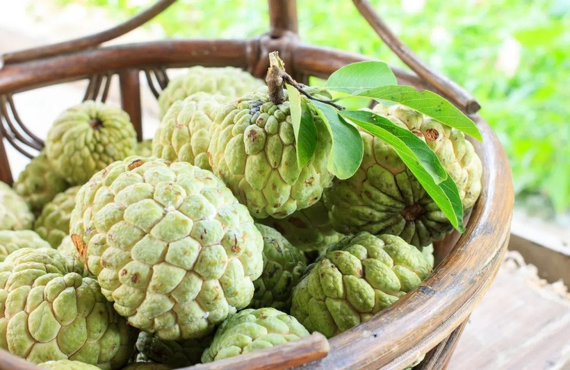 Một trong những dấu hiệu đầu tiên giúp bạn nhận biết quả na chín cây tự nhiên là vẻ bề ngoài của nó.