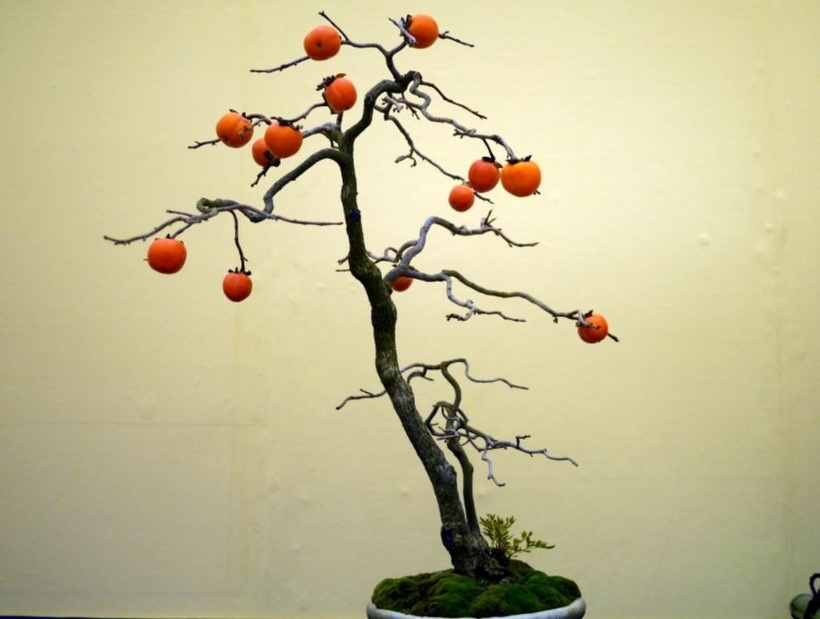 Cây hồng đá với dáng độc đáo.