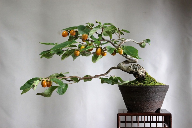 Những trái hồng vàng cam và đỏ cam rực rỡ tạo nên điểm nhấn nổi bật cho chậu bonsai.