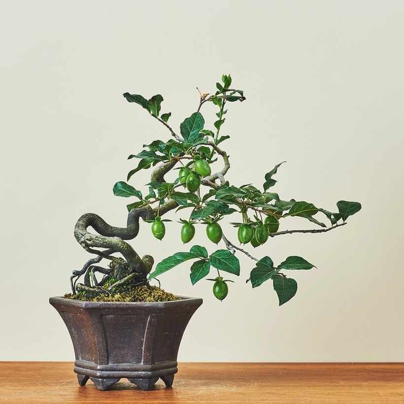 Với những cây hồng thông thường, cây có thể cao tới vài mét, nhưng giống hồng đá lại chỉ cao khoảng 1-1.5 mét với phần gốc xù xì và in hằn dấu ấn thời gian. Điều đặc biệt khiến người chơi thích thú là thời gian từ lúc ra quả đến khi quả chín rụng của hồng đá kéo dài tới 8 tháng. Nhờ vậy, dịp Tết Nguyên Đán trở thành thời điểm tuyệt vời nhất để ngắm những chùm hồng chín đỏ mọng trên cây, và chúng sẽ bắt đầu rụng dần sau Tết.