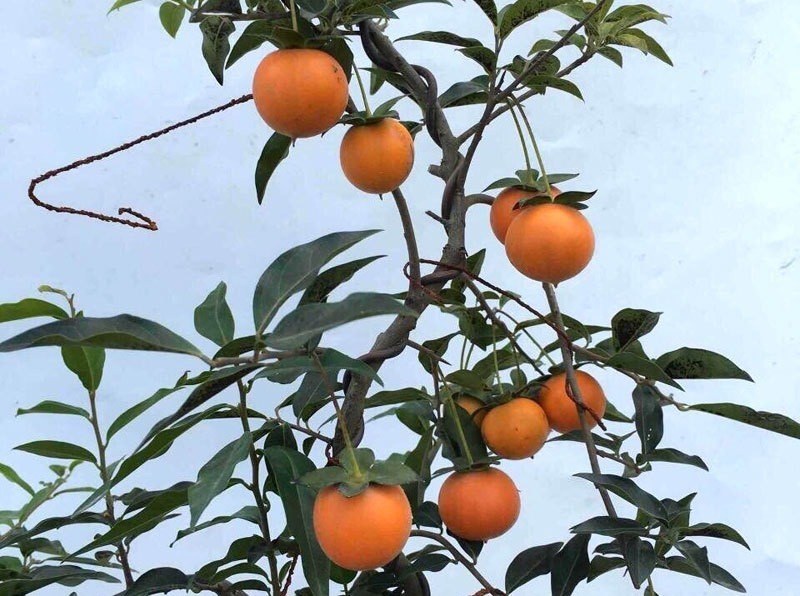 Loại cây này thường được giới đại gia mua chơi hoặc mua làm hàng biếu tặng, bởi giá thành của nó rất đắt đỏ.