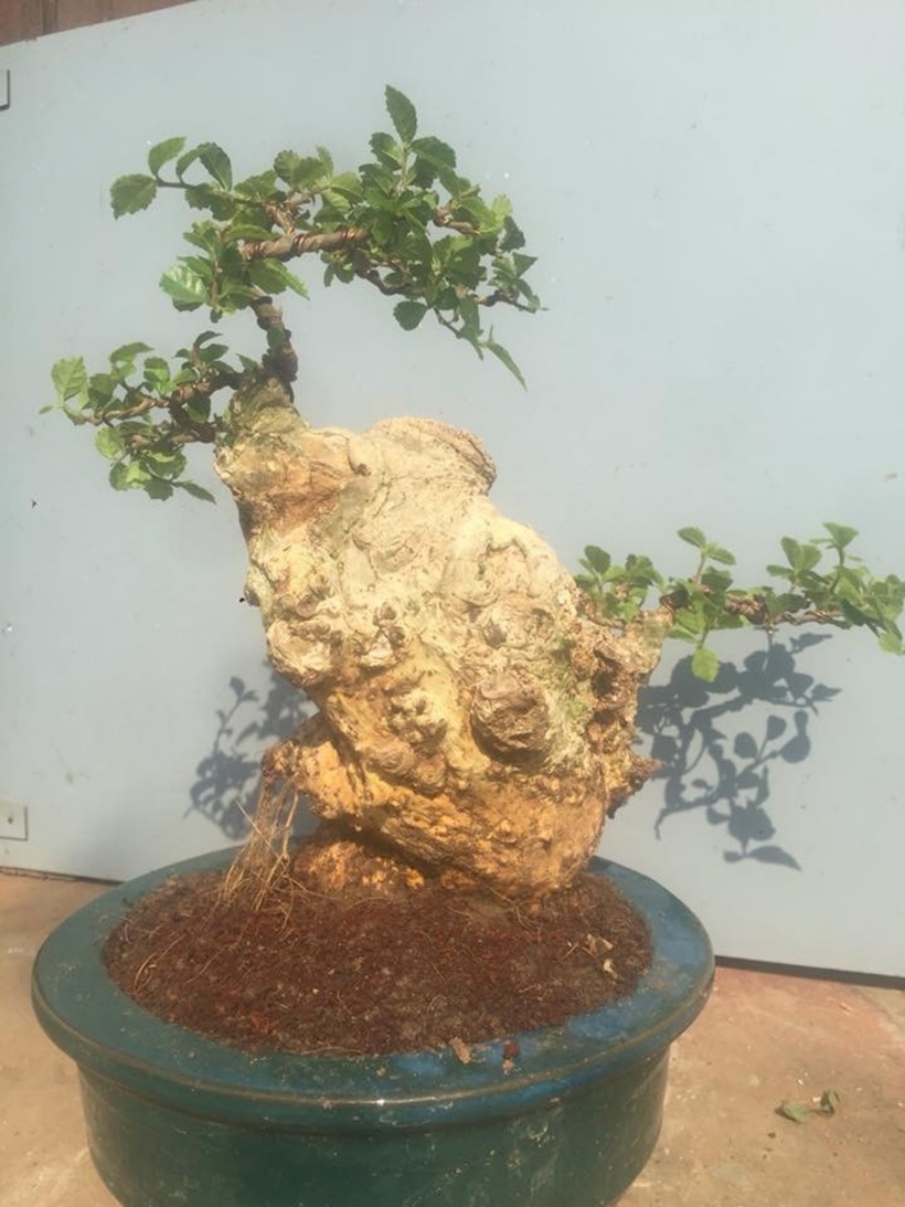 Trước đây, cây duối thường chỉ được trồng làm hàng rào hoặc tạo cảnh quan và ít được chú ý về giá trị kinh tế. Nhưng hiện nay, các nghệ nhân đã khéo léo biến chúng thành bonsai nghệ thuật, mang lại giá trị cao.