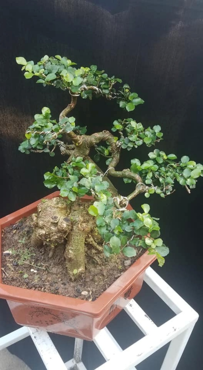 Để có được một cây duối bonsai thành công, người trồng cần tìm phôi chất lượng, sau đó ươm trong túi ni lông giữ ẩm vài tháng rồi mới đưa ra chậu. Hỗn hợp đất trồng cần có xơ dừa và phân chuồng để tăng độ tơi xốp, cung cấp dinh dưỡng, giúp cây phát triển tốt hơn. Cuối cùng, dùng kẽm để định hình thân, cành và tạo dáng.