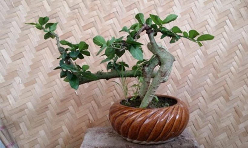 Cây đuối bonsai mini được nhiều người chơi cây cảnh ưu chuộng.