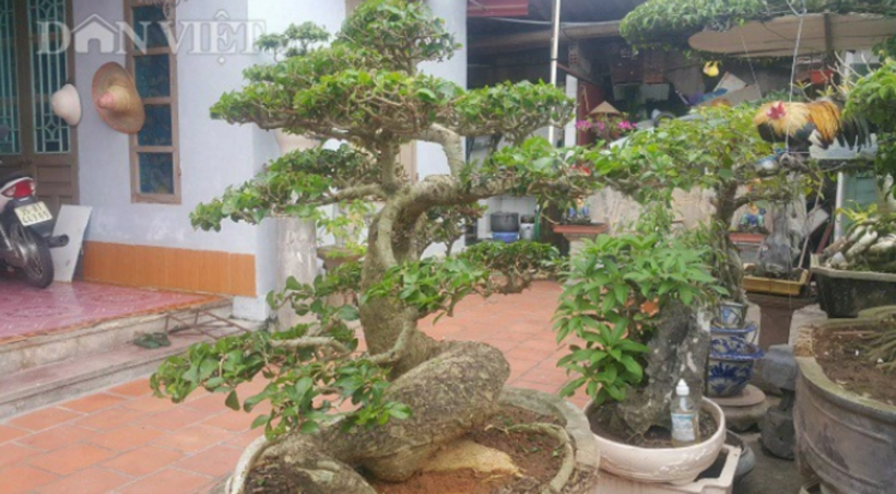 Cây duối có thân bệ xù xì và tuổi đời hơn 50 năm.