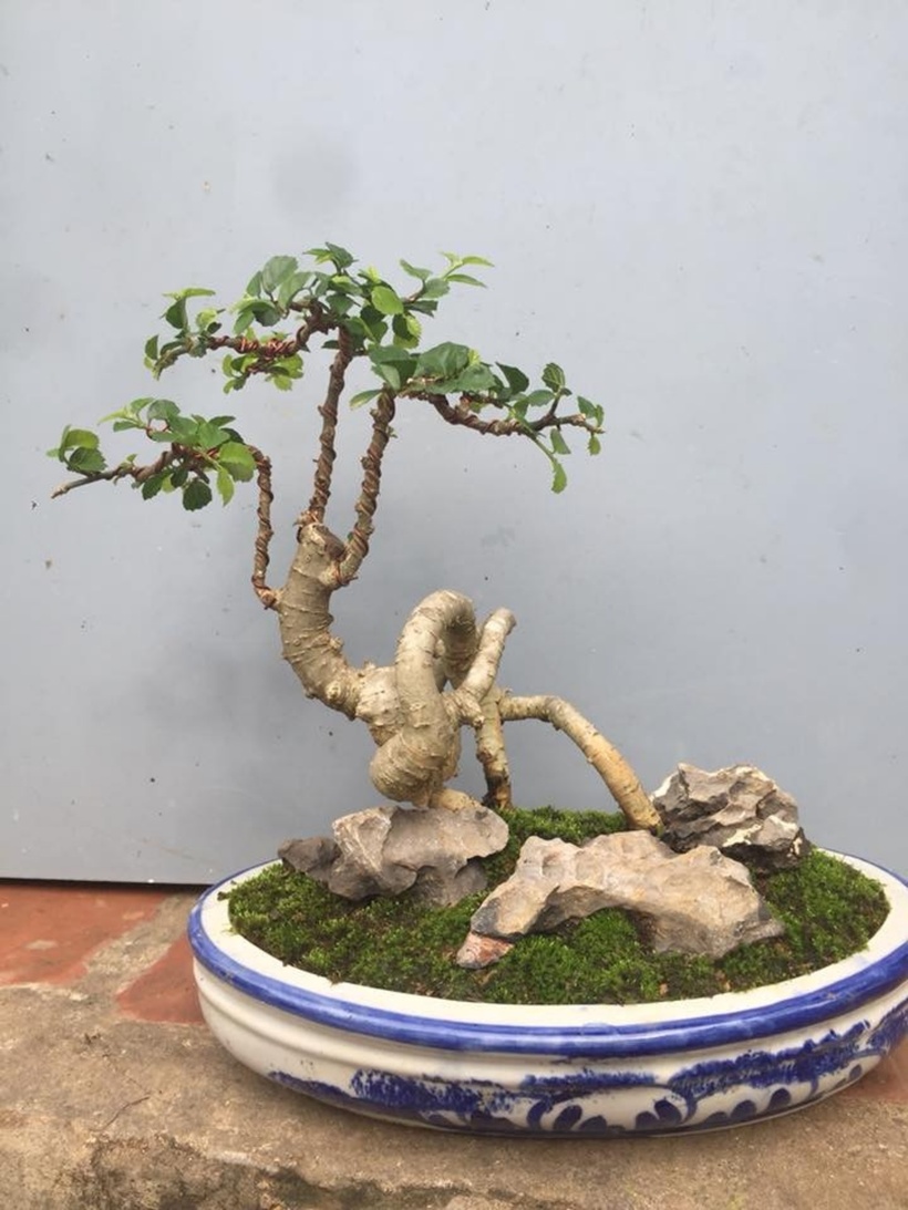 Cây phân cành thành nhiều nhánh và cứng cáp.