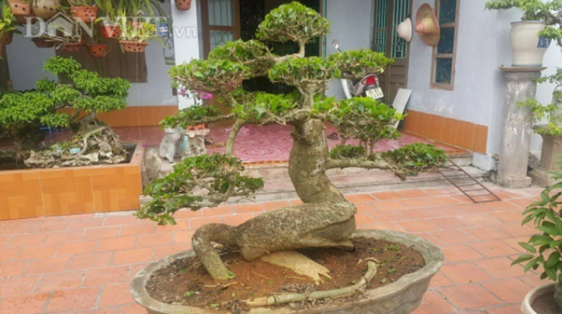 Một cây duối lùn dáng long, có chiều cao hơn 90cm ở Ninh Bình thu hút nhiều người đam mê cây cảnh.