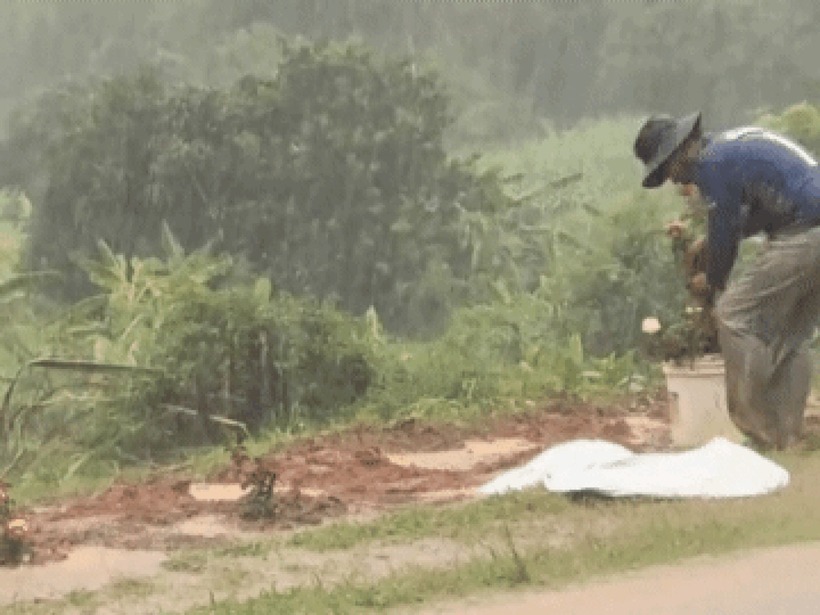 Vợ không may qua đời vì tai nạn giao thông, chồng đã tự tay trồng 1.000 gốc hoa hồng cùng hàng chục cây phượng vĩ dọc theo con đường nơi chị ra đi mãi mãi. Ảnh: Dân trí