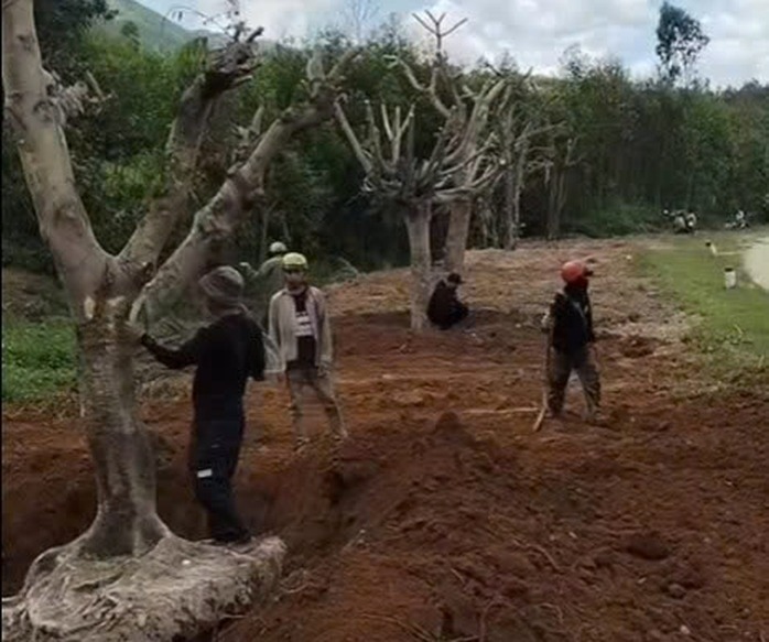 Phượng cổ thụ được anh D. trồng trên đoạn đường dài 1km. Ảnh: Người lao động