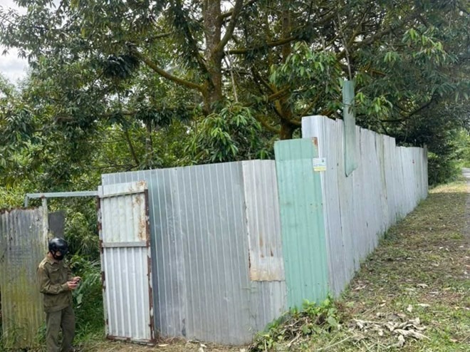 Khu vườn sầu riêng nơi phát hiện vụ việc nằm trên địa bàn phường Cai Lậy (tỉnh Đồng Tháp). (Ảnh: Lao động)