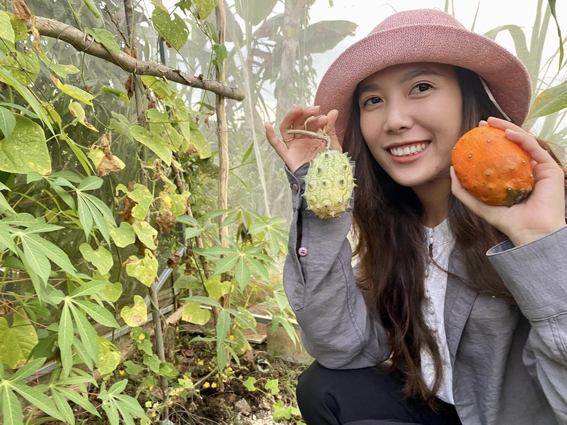 Tường Vi thu hoạch dưa gai Kiwano trong vườn. Ảnh: VietNamnet