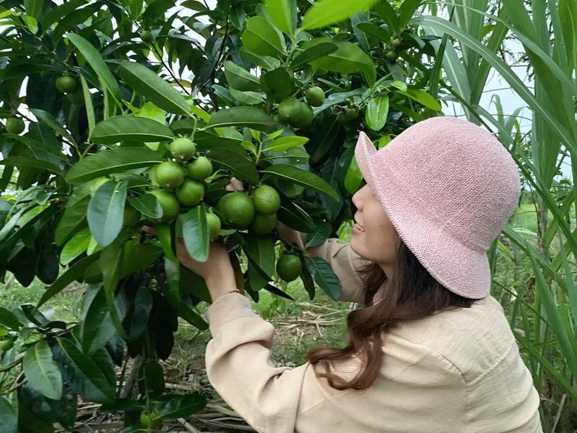 Hồng socola, loại cây được Tường Vi yêu thích nhất trong khu vườn. Ảnh: VietNamnet