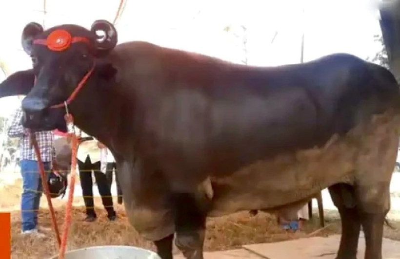 Theo chủ sở hữu của Anmol, mỗi ngày phải chi khoảng 1.500 rupee (450.000 đồng) để chú trâu này có chế độ ăn riêng. Ảnh: Saostar.