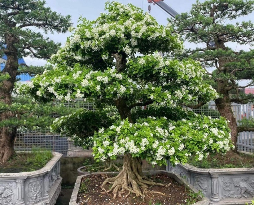 Anh D. (Hưng Yên) tiết lộ, để bán được một cây bonsai nguyệt quế mất khoảng 8 tháng từ khi trồng, nếu làm kĩ, uốn nắn tỉ mẩn thì khoảng 2 năm. Trong vườn cây của anh D., cây nguyệt quế trồng từ 8 - 9 tháng có giá từ 7 triệu đồng/cây. Còn cây 2 năm trở lên giá từ 15 - 30 triệu đồng/cây. Trung bình mỗi tháng anh D. bán gần 10 cây cảnh nguyệt quế.