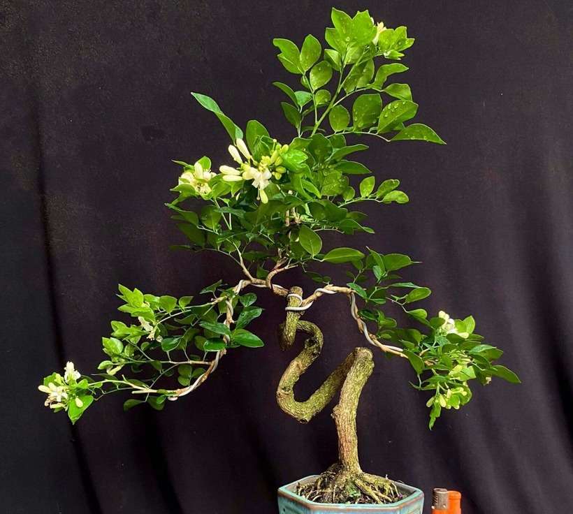 Để có một nguyệt quế đẹp, đạt giá trị kinh tế cao theo anh D. thì cây phải đạt độ già về bệ gốc, hoành thân cũng như chi cành...