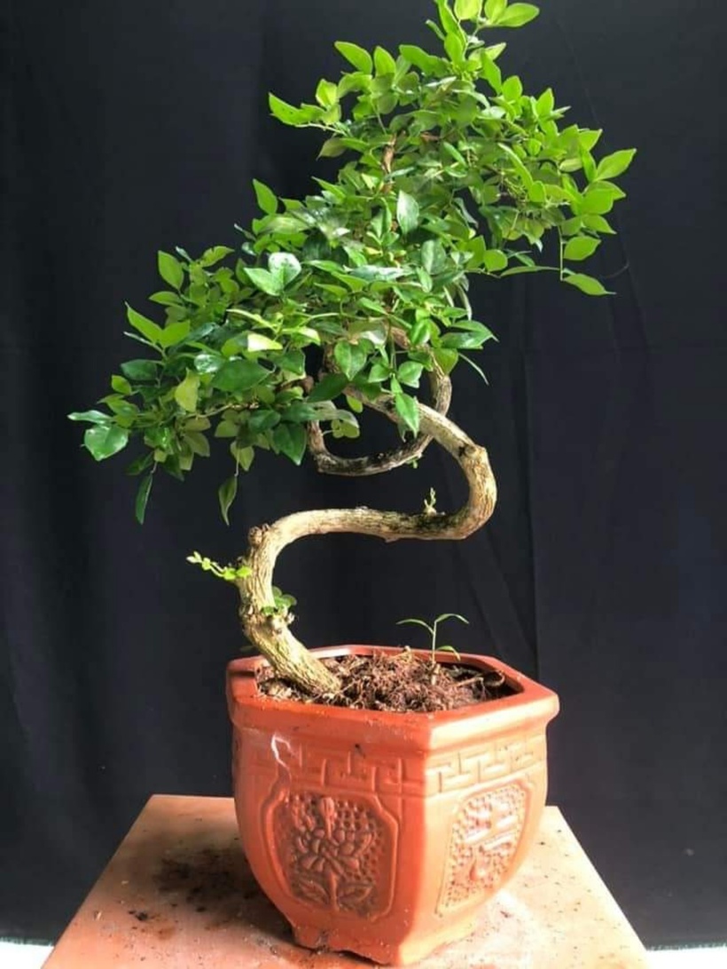 Để có một cây nguyệt quế đẹp, đạt giá trị kinh tế cao thì phải đạt độ già về bệ gốc, hoành thân, chi cành… Cùng với đó phải chọn lọc phôi khoẻ, có dáng từ khi mới trồng. Khoảng 2 tháng cây nguyệt quế sẽ cho hoa 1 lần, mỗi đợt ra hoa cần bấm ngọn để cây nảy lộc mới, không được cắt trụi lá mà phải để cành thở cho cây kéo nhựa nuôi thân, nếu không cây sẽ chết.