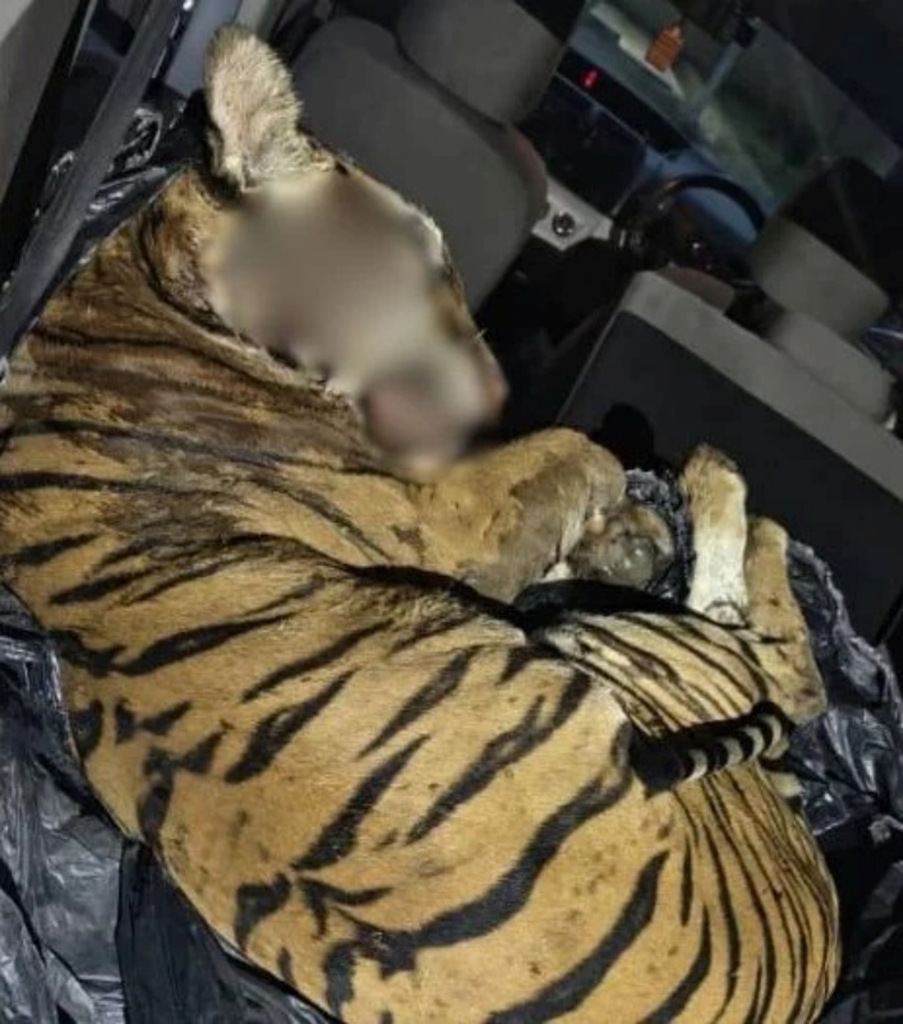 Con hổ khổng lồ được phát hiện sau cốp xe. Ảnh: Ảnh:Pasukan Simpanan Persekutuan.