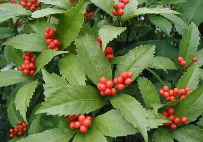 Sói rừng - Thảo dược giúp kiểm soát tốt bệnh tự miễn như vảy nến, lupus ban đỏ