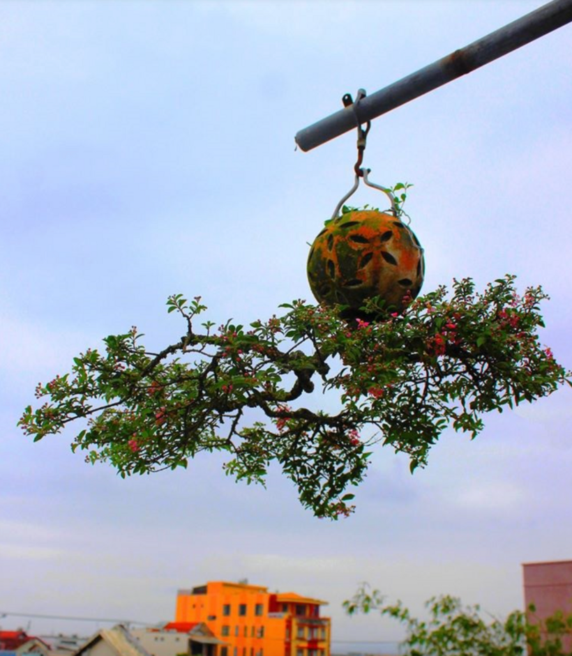 Theo VietNamNet, ở Đà Nẵng có một dị nhân trồng cây cảnh “bonsai quái dị“, một cách chơi khác biệt, độc đáo và được giới cây cảnh gọi là “bonsai ngược”.