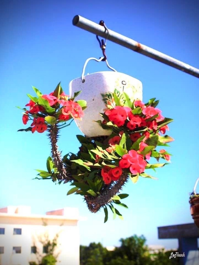 Các loại bonsai của ông khá đa dạng như mai chiếu thủy, linh sam trắng, tím, hồng ngọc, kim quyết, lộc vừng, hoa giấy…