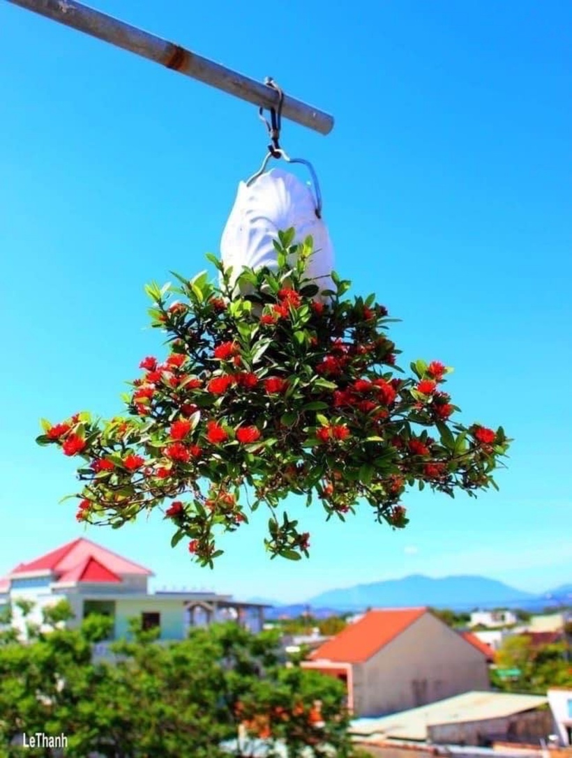 Ban đầu, ông mua những cây rẻ tiền, thử nghiệm với cây nhỏ, trong chậu nhỏ. Sau đó, qua thực tiễn chăm sóc, dần dần phát triển mạnh với cây kích thước lớn.