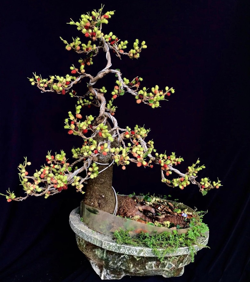 Bonsai dâu tằm hiện có giá dao động từ 250.000 đến vài triệu đồng, thậm chí có những cây dáng độc đáo lên tới vài chục triệu. Loại bonsai này được yêu thích bởi mỗi năm cây thường cho quả hai lần, mỗi đợt kéo dài hai tháng. Khi quả chín đỏ mọng, bonsai dâu tằm trở nên vô cùng độc đáo, đặc biệt là khi cây rụng hết lá và chỉ còn lại những trái cây mọng nước, tạo nên một vẻ đẹp riêng biệt.