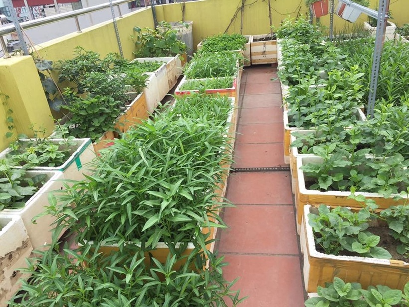 Khi trồng rau bằng thùng xốp, bạn hoàn toàn có thể kiểm soát được quá trình gieo trồng, chăm sóc, không lo dư lượng hóa chất độc hại.