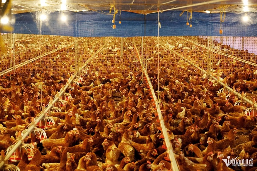 Trang trại nuôi gà công nghệ cao của anh Nguyên. Ảnh: VietNamnet