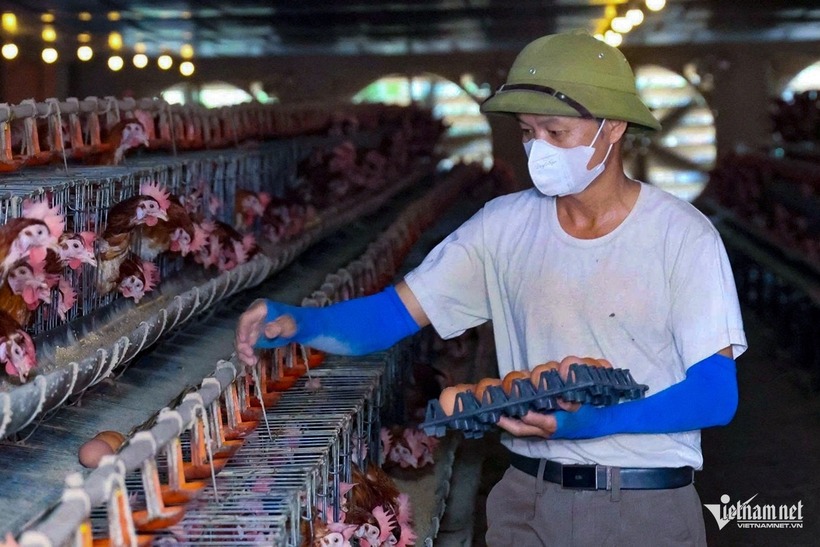 Một lao động đi nhặt trứng tại trang trại gà. Ảnh: VietNamnet