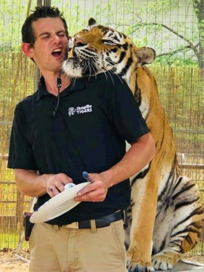 Easley đã dành nhiều năm để chăm sóc những chú hổ. Ảnh: Circus World