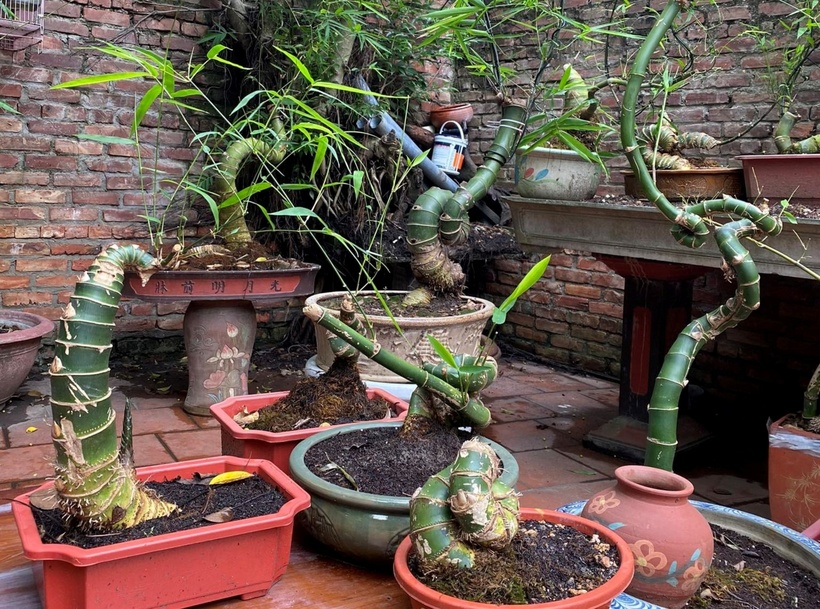 Thông thường, tre được trồng để lấy măng, cây hoặc lá, tuỳ loại. Măng tre tươi thường có giá từ vài nghìn đến vài chục nghìn đồng/kg. Cây tre cũng có giá chỉ từ 20-80 nghìn đồng/cây. Tuy nhiên, thời gian gần đây, một số người yêu cây cảnh đã “biến hoá” những gốc tre thân thuộc thành chậu cây bonsai nghệ thuật, phục vụ nhu cầu trang trí nhà cửa, sân vườn cho người có đam mê.