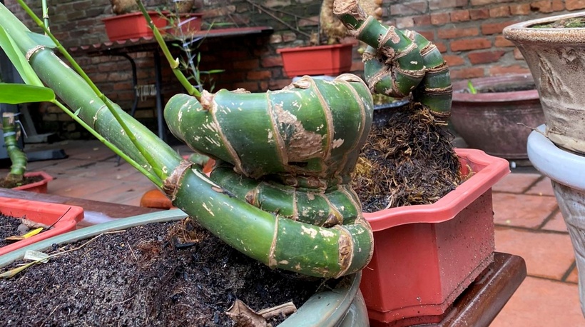 Anh H. chia sẻ, để tạo ra một chậu bonsai tre có giá trị, việc chọn phôi là rất quan trọng. Nên chọn những cây tre bánh tẻ, có màu xanh tươi, không quá non cũng không quá già và đặc biệt là không bị sâu bệnh. Sau khi mang về, cần tỉa bớt những rễ già để tạo không gian cho rễ non phát triển. Anh H. cũng lưu ý, không nên tỉa toàn bộ mà hãy giữ lại những rễ còn sống và không bị dập nát. Hiện tại, anh H. bán bonsai tre giá từ vài triệu đến hàng chục triệu đồng/cây. "Dáng phôi càng độc lạ thì mình bán được giá càng cao, có những bonsai tre phần đế hình thù gồ ghề, được tạo tác bởi thiên nhiên hay do mọt ăn thì lên đến 100 triệu đồng/cây", anh H. nói.